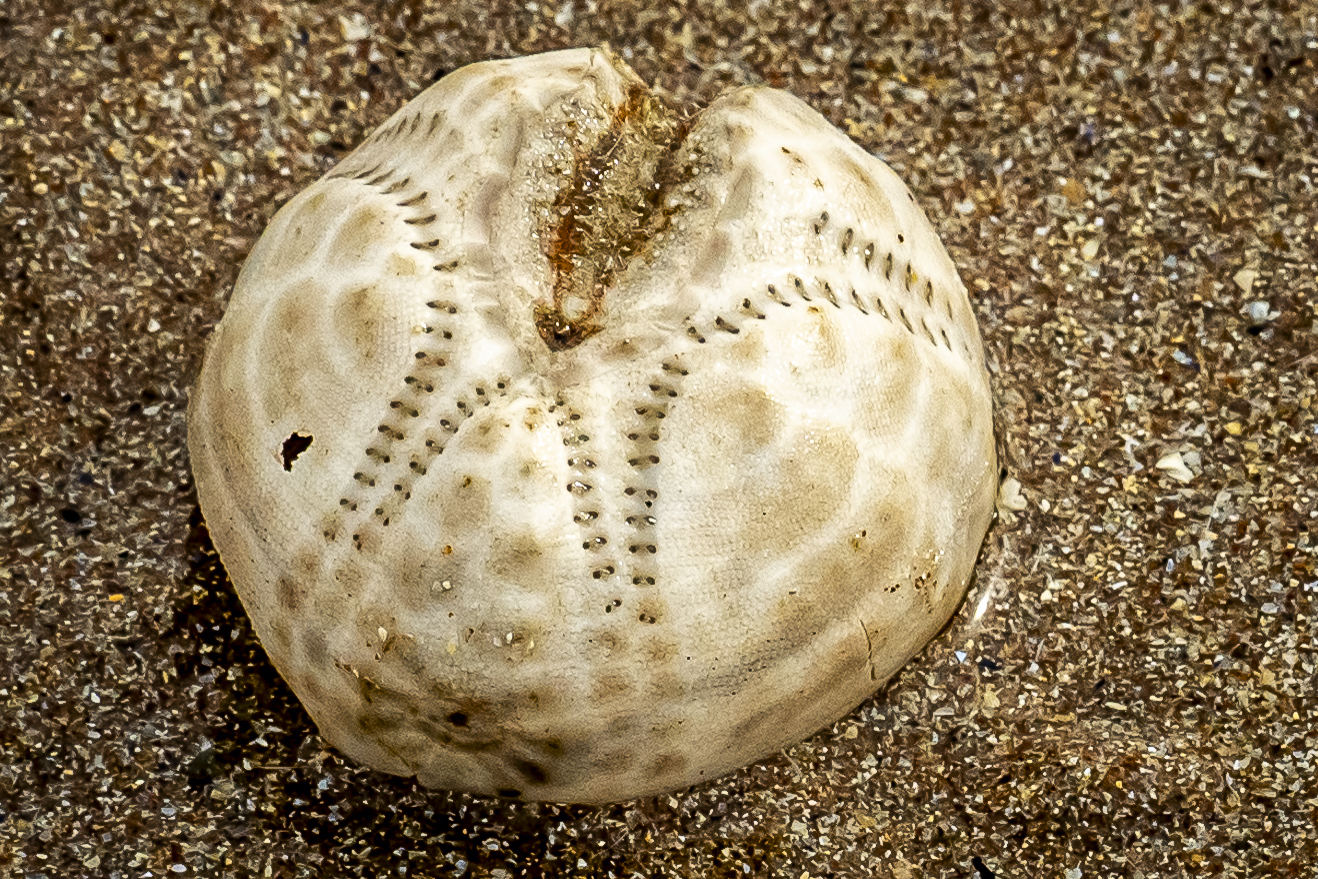 Scallop, Gairloch Beach